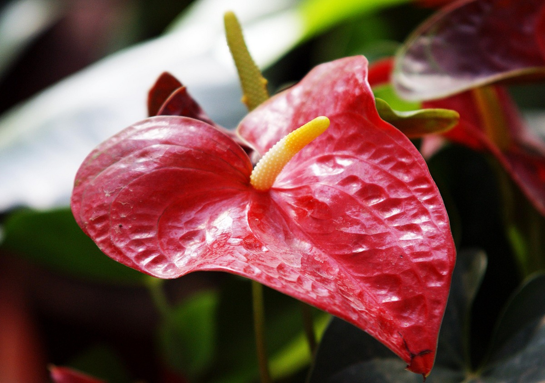 天南星是一种美丽的植物.