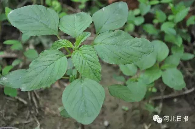 赶紧收藏!河北最全的野菜图谱一键收