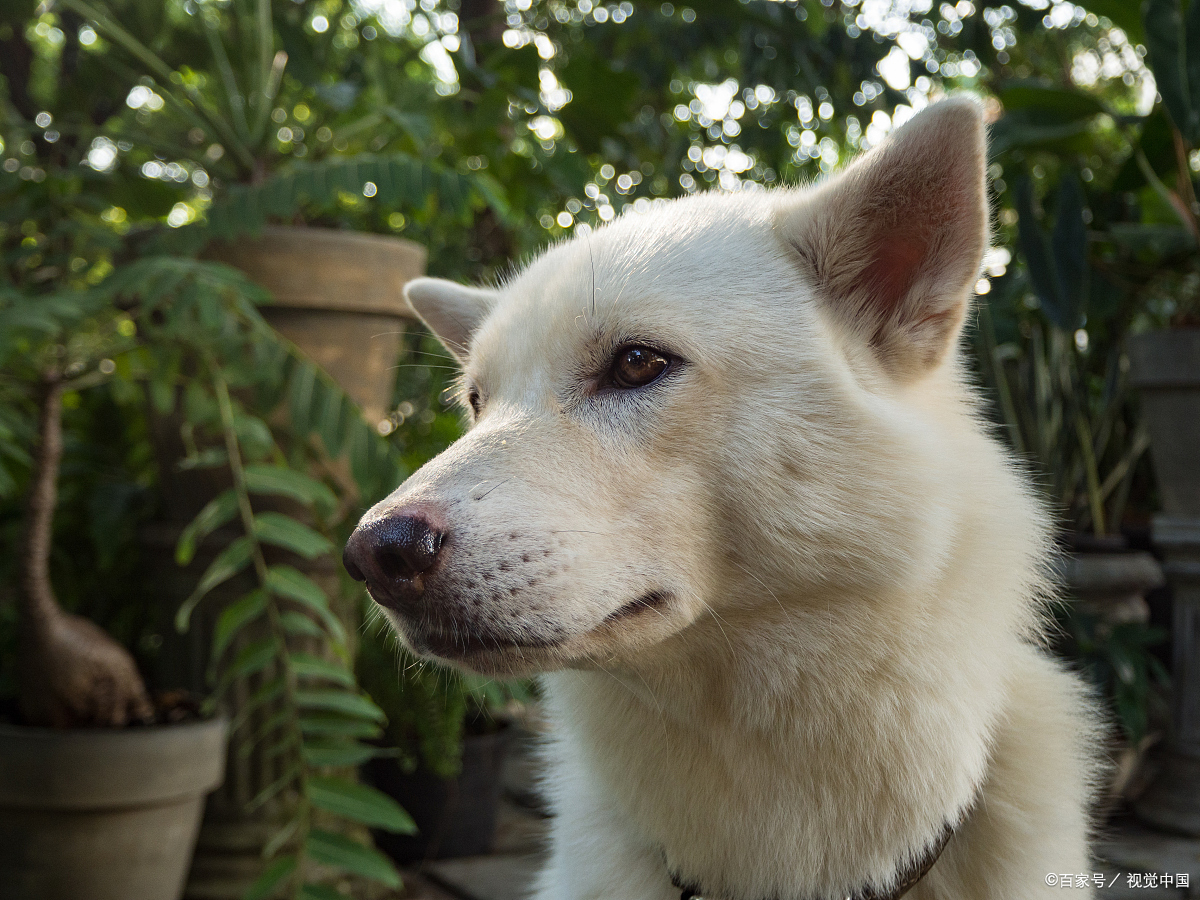 中华田园犬智商大揭秘:排名曝光,了解欲望爆棚!