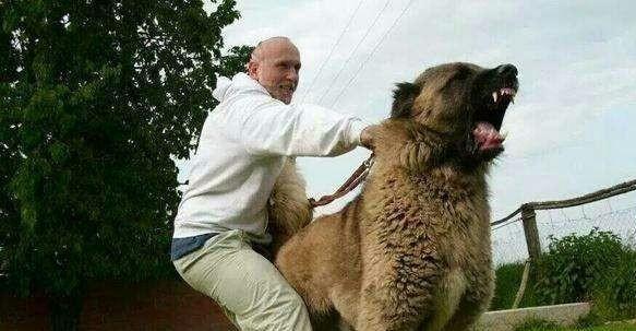 宠物之家:坎高犬的战斗力怎么样?不妨来看看,看完后明白!