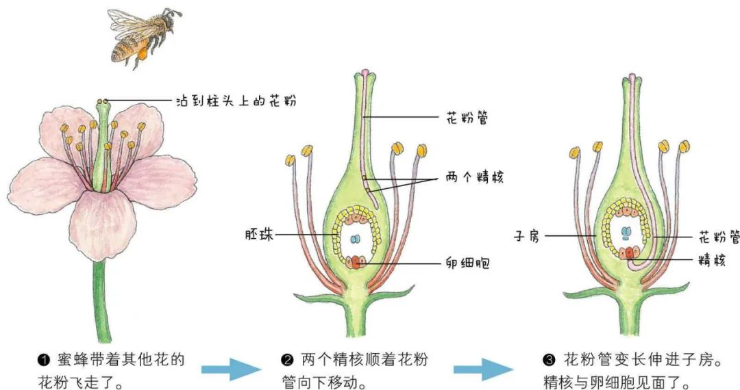 神奇的花粉|自然界中的生态
