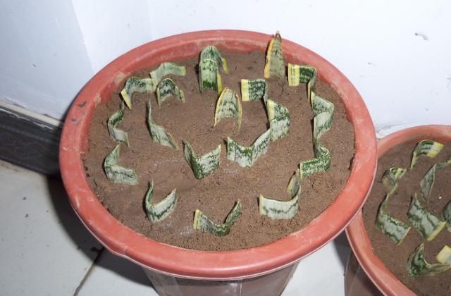 虎皮兰扦插,做好1步,一片叶子插活好多盆,百分百成活