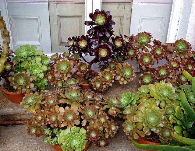 养多肉法师,遇到"1种"情况最害怕,舍得修剪才会活