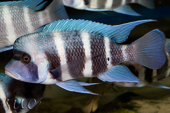布隆迪六间鱼雄雌区别,蓝色的热带鱼