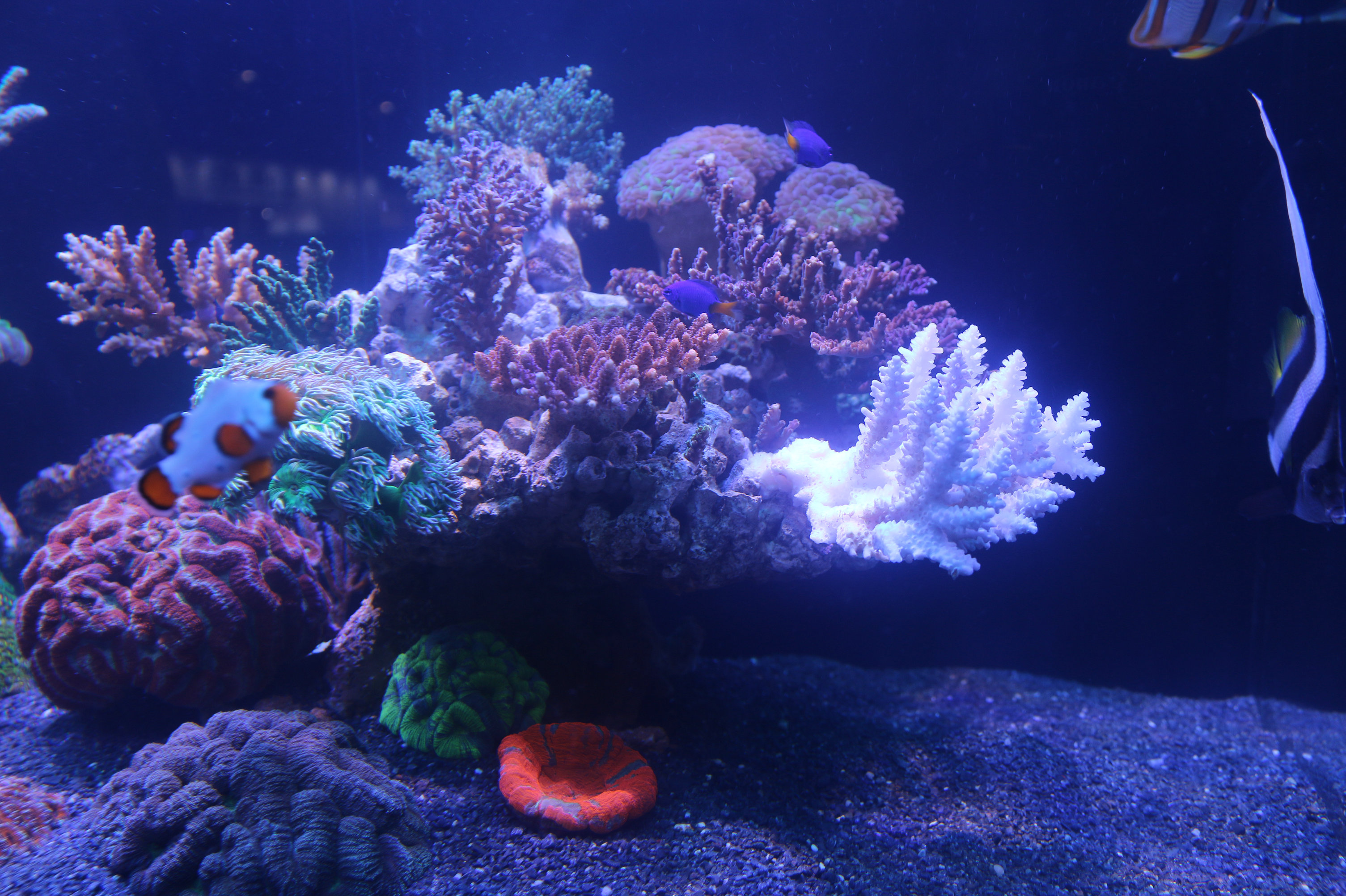 珊瑚海水缸