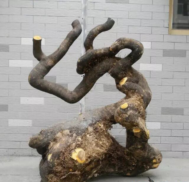 湘西黄泽发老师金弹子倒栽,抽枝很旺已经存活.