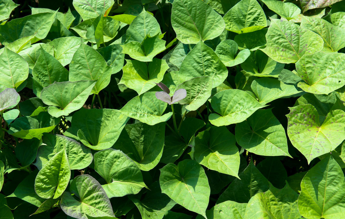 番薯藤可治吐泻,便血,血崩,乳汁不通,痈疮症
