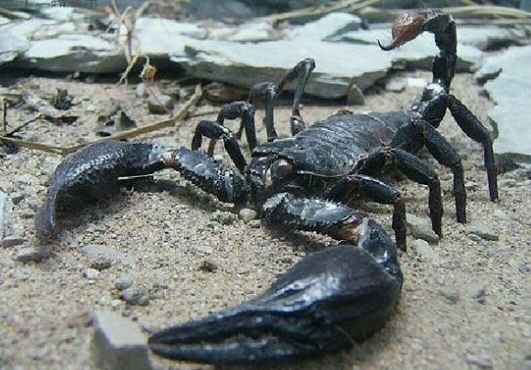 地球上极限体型最大的蝎子 毒液竟可以用于治疗心脏病