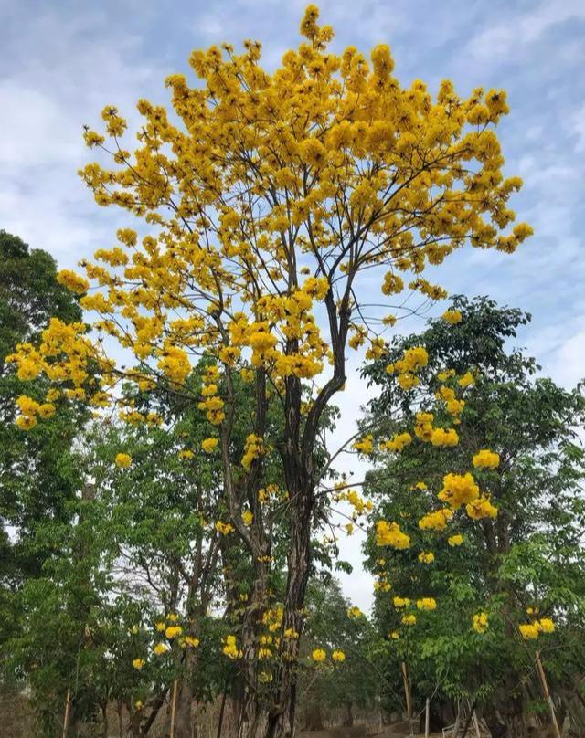 黄花风铃木的花期图片