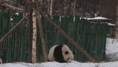推荐村民用四川话向熊猫打招呼,熊猫边走边扭头相望 网友:人手一只?