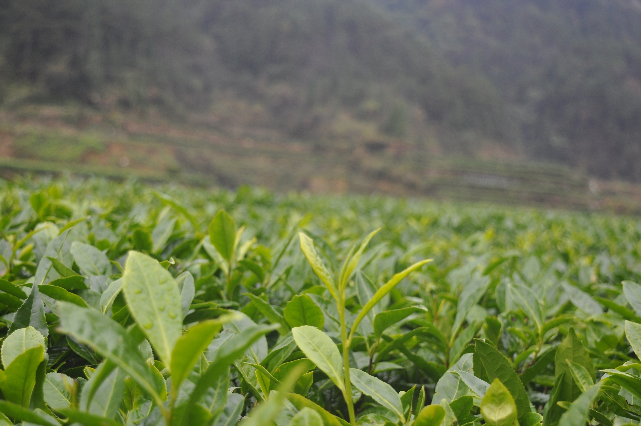 湖南湘西自治州黄金茶