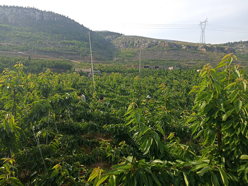 一位樱桃种植户算的一笔幸福账