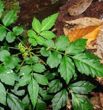 植物小百科:关于云南地黄连你不得不知道的知识!