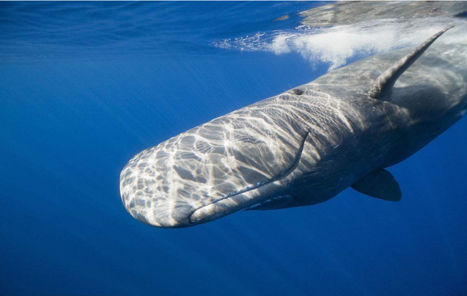 抹香鲸:它是头最大的鲸鱼,因此还有巨头鲸之称