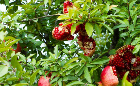 种植石榴总出现裂果,遇到这种情况,该怎么办