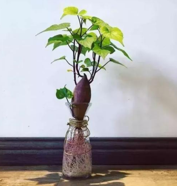 如果家里买的红薯已经发芽了不吃,也不要浪费,红薯种出的盆栽也更加的