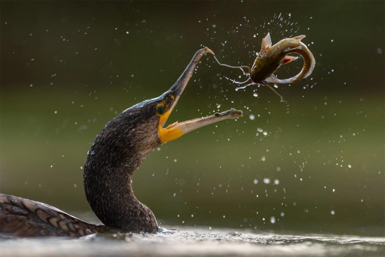 令人惊讶的高速摄影,跟着镜头,体验不一样的世界!