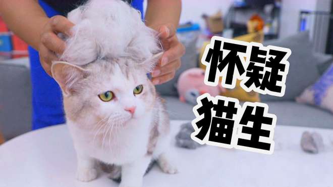 [图]一口气薅九只猫毛，只为找出家中的掉毛之王，猫：我不要面子的？