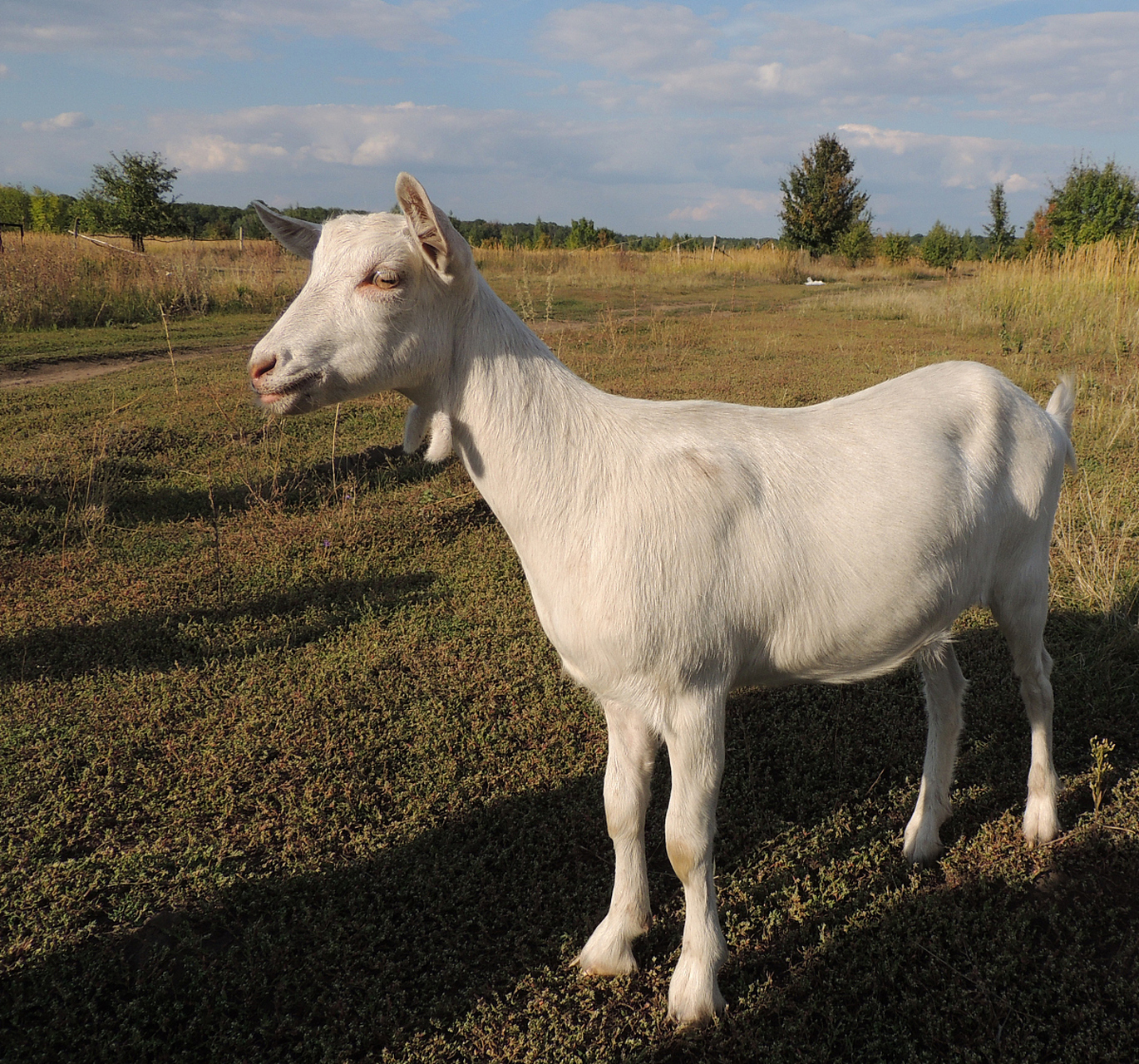纯种杜泊羊的尾巴细长,浓密柔软,具有保暖和保持平衡的实用功能,同时
