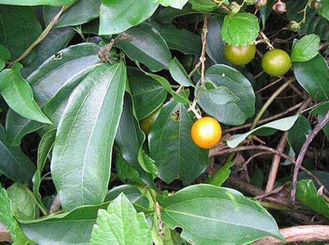 深山这果实,它人称"番木鳖",含有剧毒,药农却用来治热牙痛