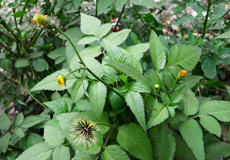 恶名远扬的"鬼钗草",却是降压的良药,如今成为农民的经济来源