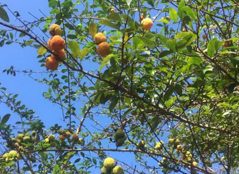 湖南农村长着"半生半熟"的东西,农民堪称"九层皮"