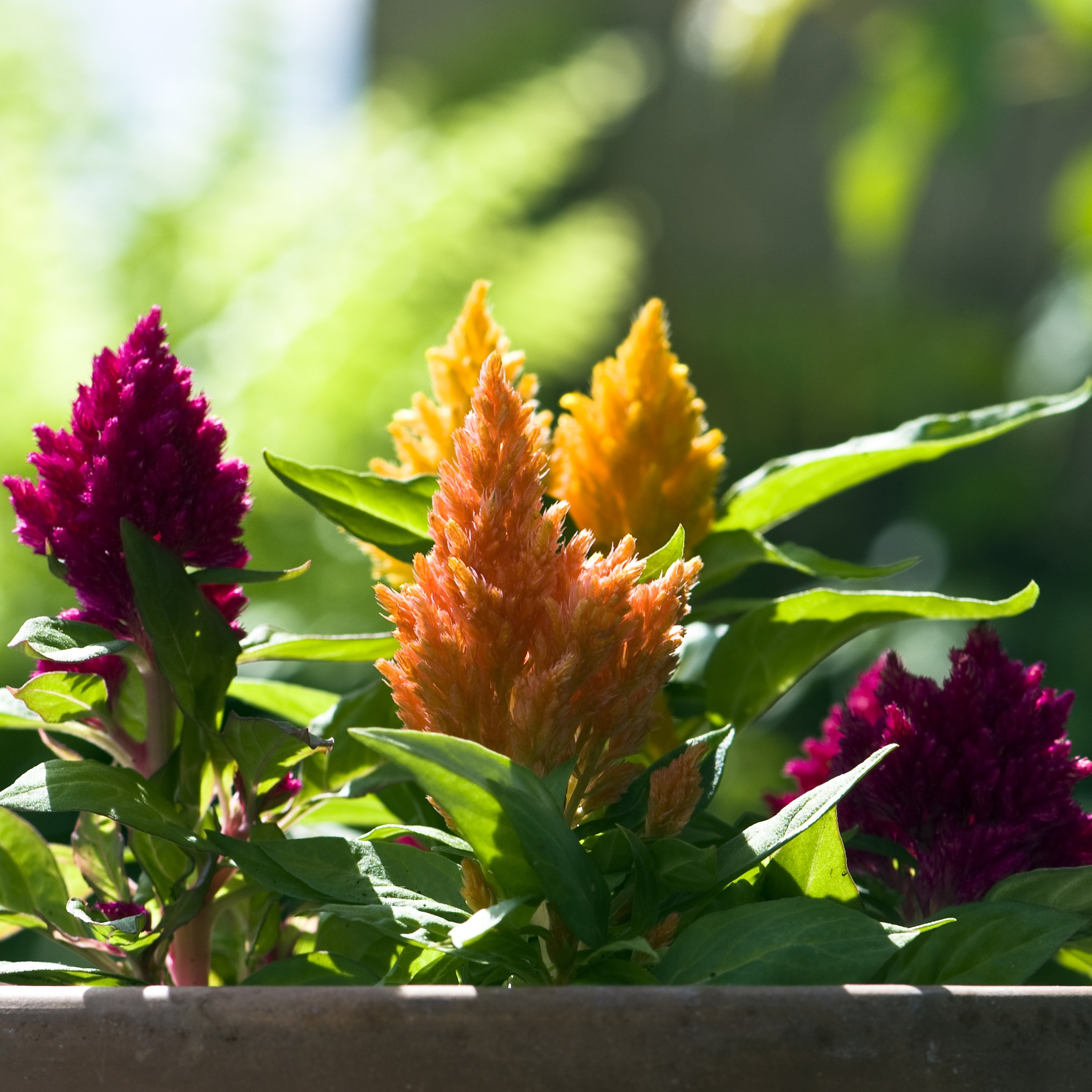 艾叶有着大市场,农民纷纷来种,怎么办