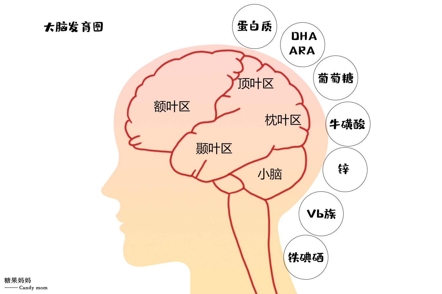 宝宝大脑的两次发育高峰期,掌握三大原则,智力更上一层楼