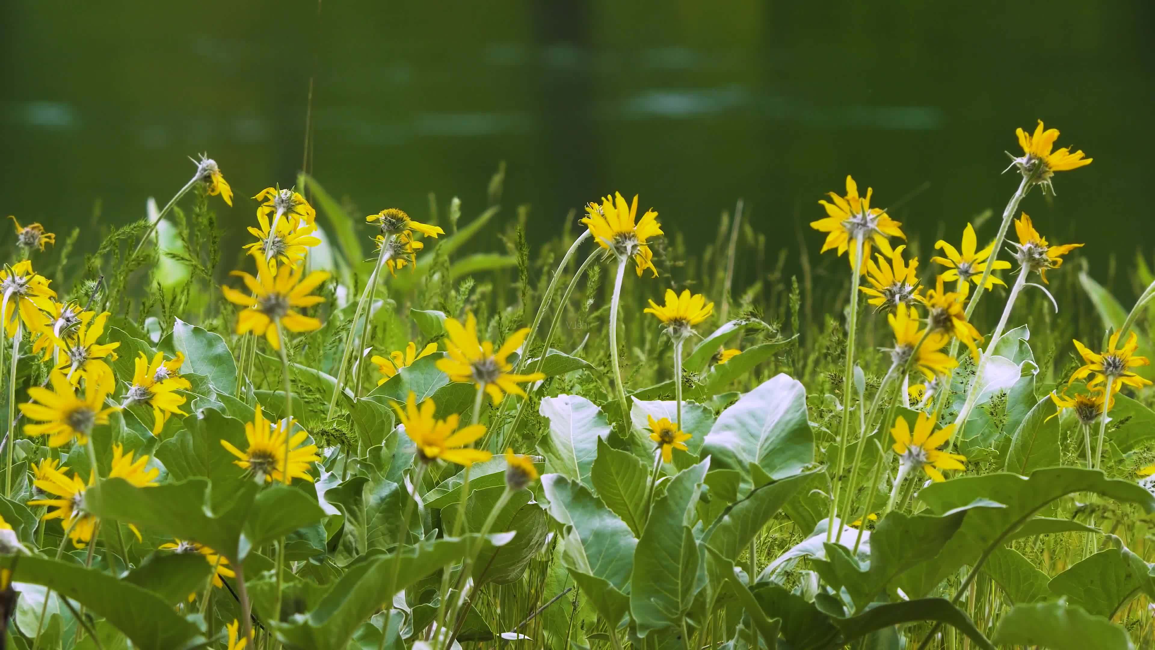 清风徐徐从身边拂过,万物葳蕤,人生的清远意境
