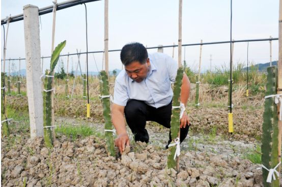 【学先进,守初心(26)】最美乡村振兴带头人——陈照米:深爱这片土地