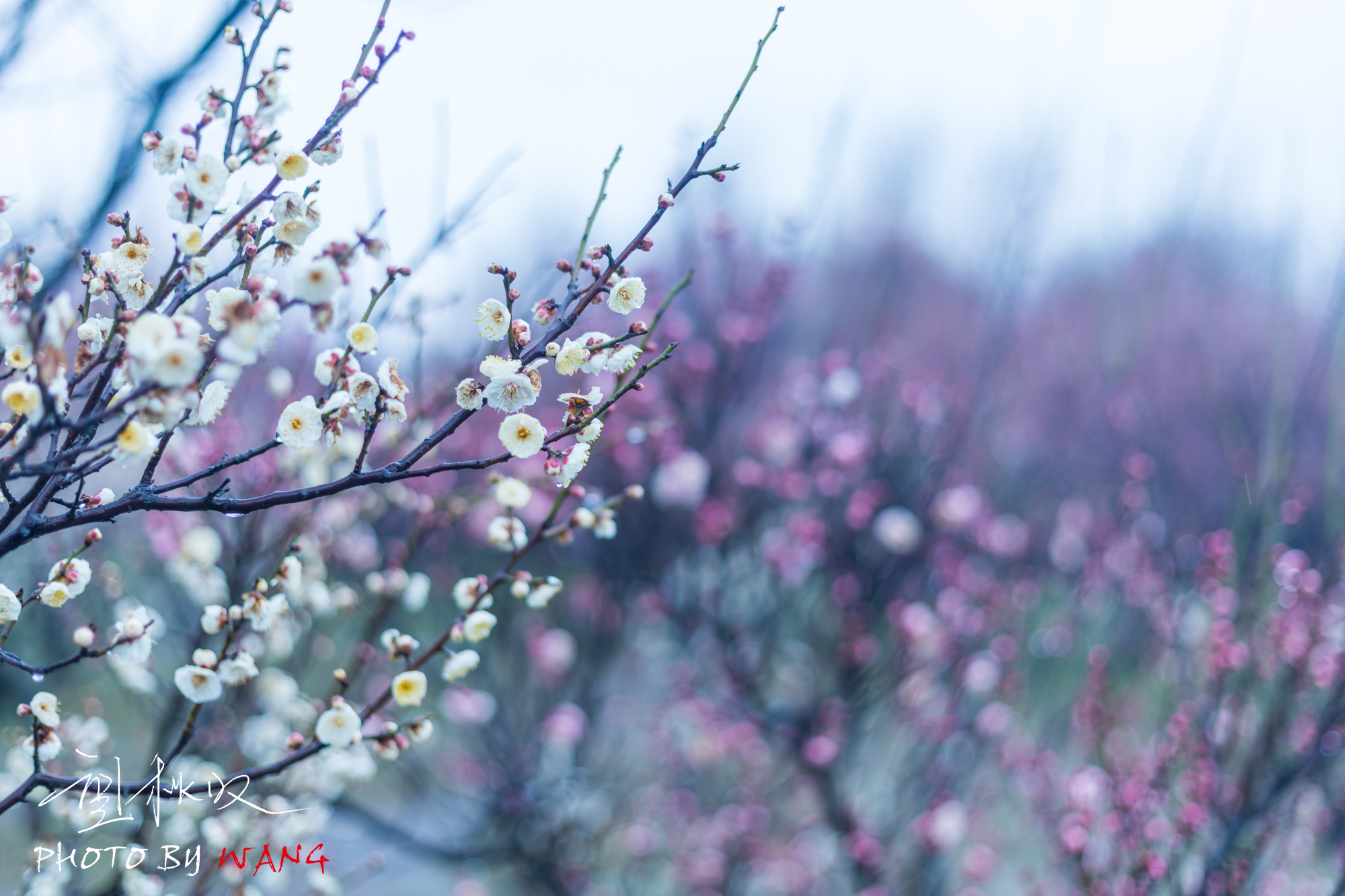 蜀冈西峰的梅花图片