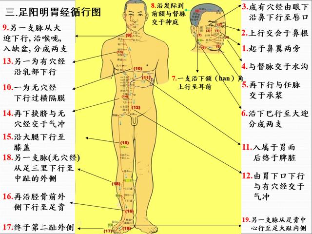 人类胃的位置图片