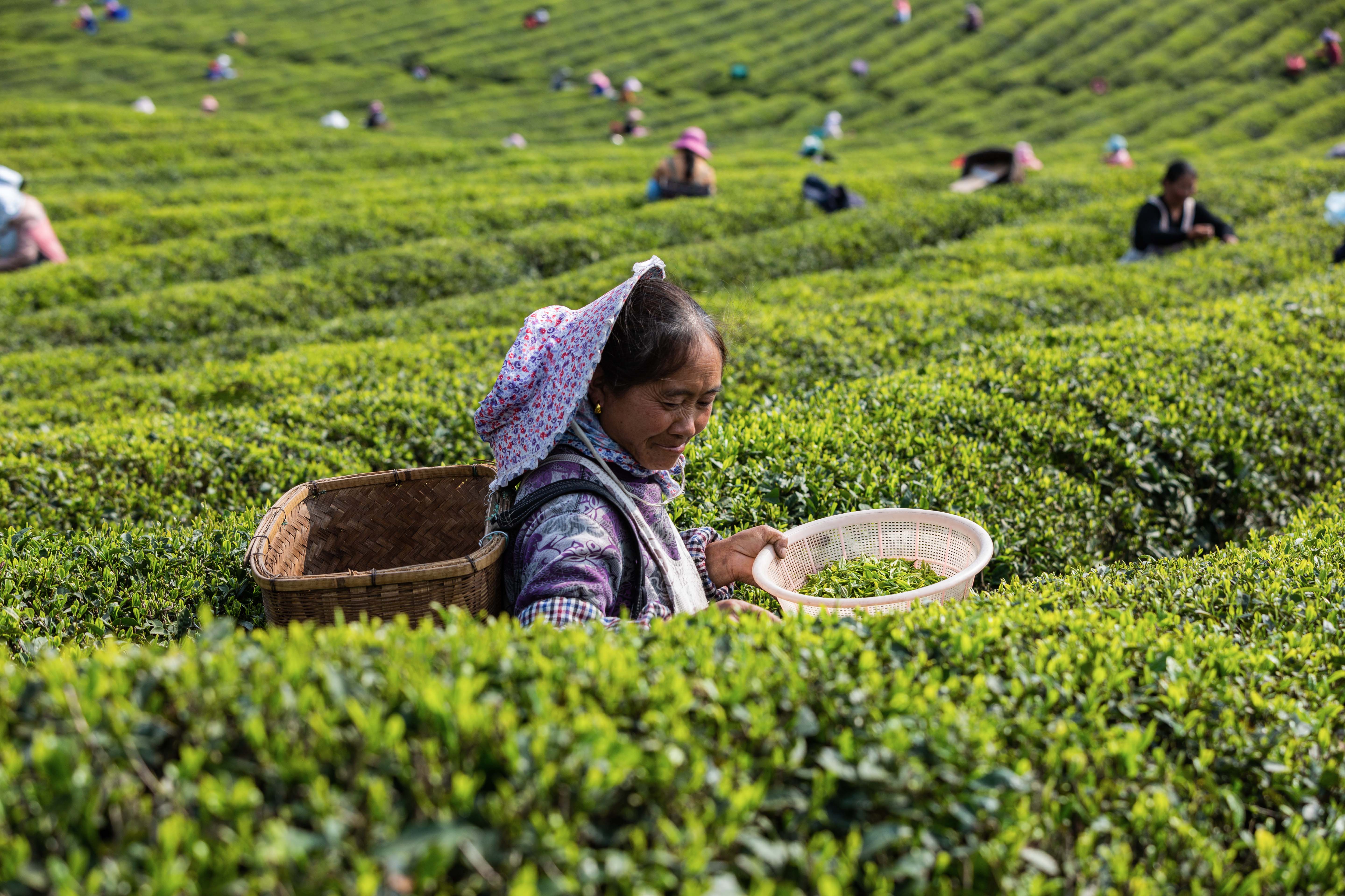 明前茶飘香 茶农采茶忙