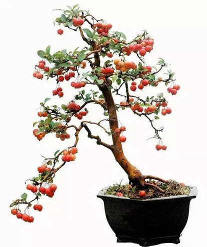 冬红果盆景可用海棠,山荆子苗作砧木