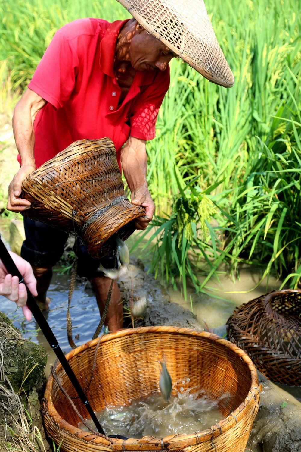 广西全州:秋日稻香鱼正肥,村民开田捉鱼