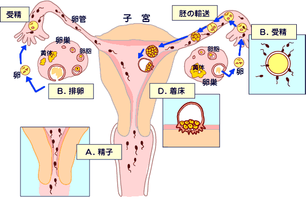 子宫角怀孕图片