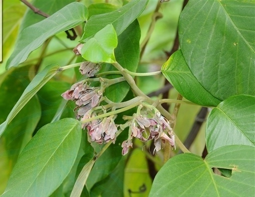 植物知识科普,小编带你了解美丽银背藤