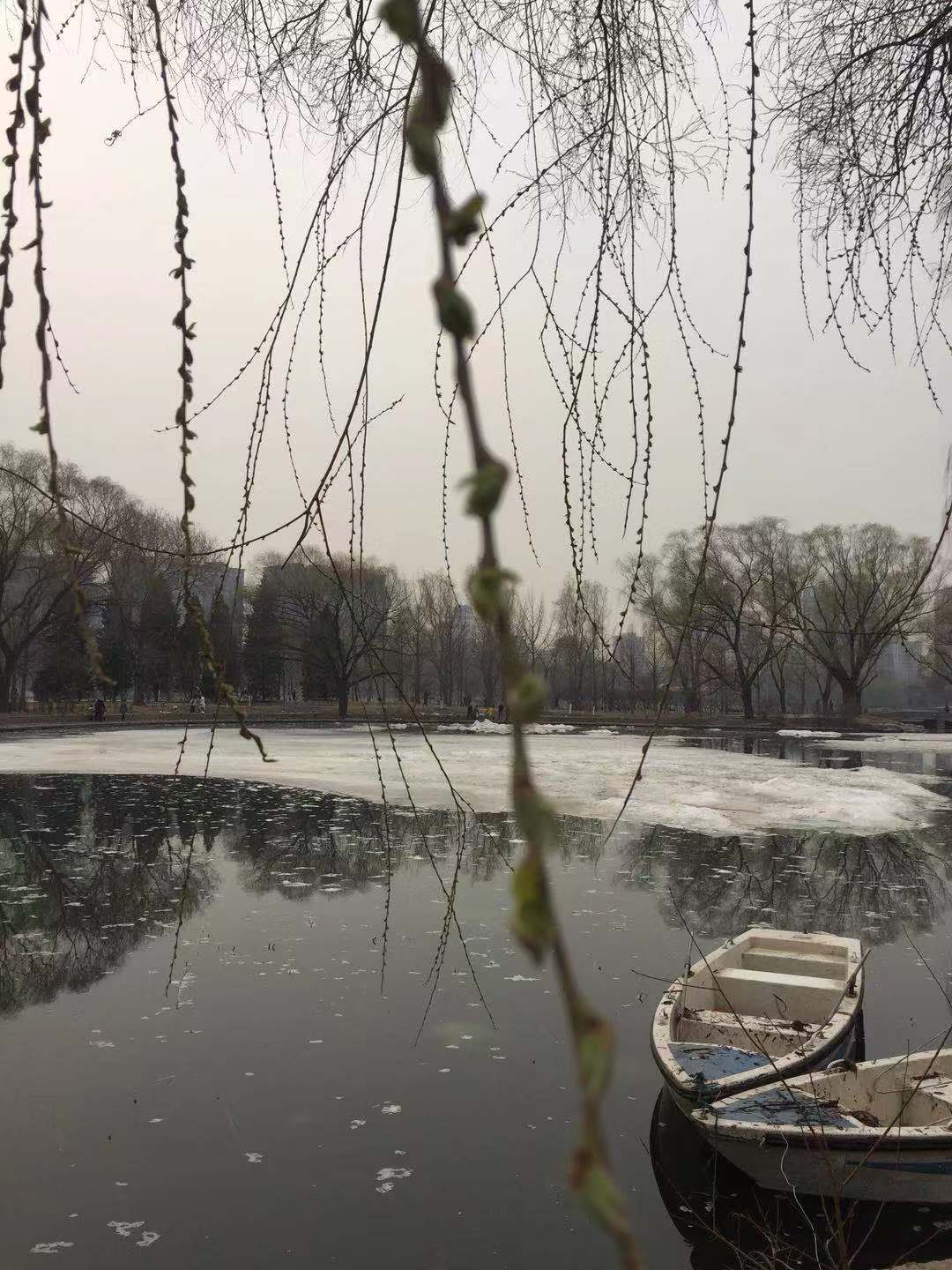 京城早春正当时 轻柳淡花乐自知