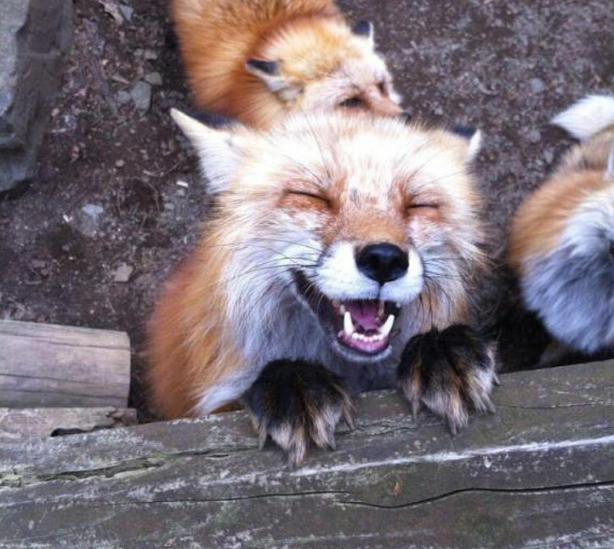 13只情绪化的动物,它们可以开始自己的演艺生涯了