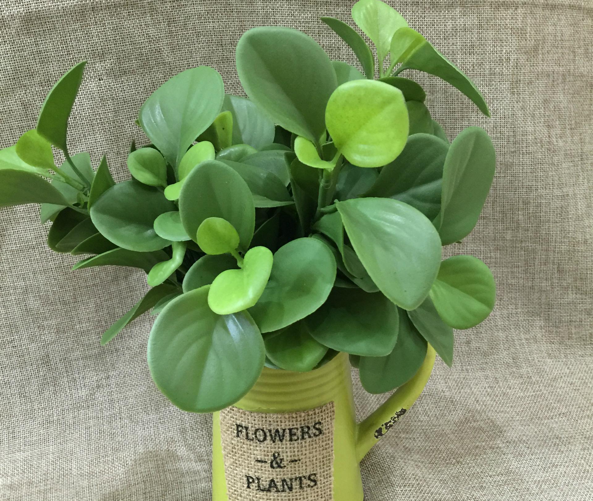 豆瓣绿这样去种植,就能够开出来漂亮的花,深受人们所喜爱