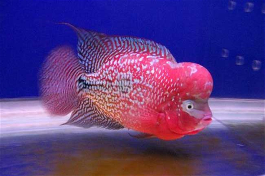 如何保证罗汉鱼不脱色,养殖要注意它们的习惯,尤其是饮食问题