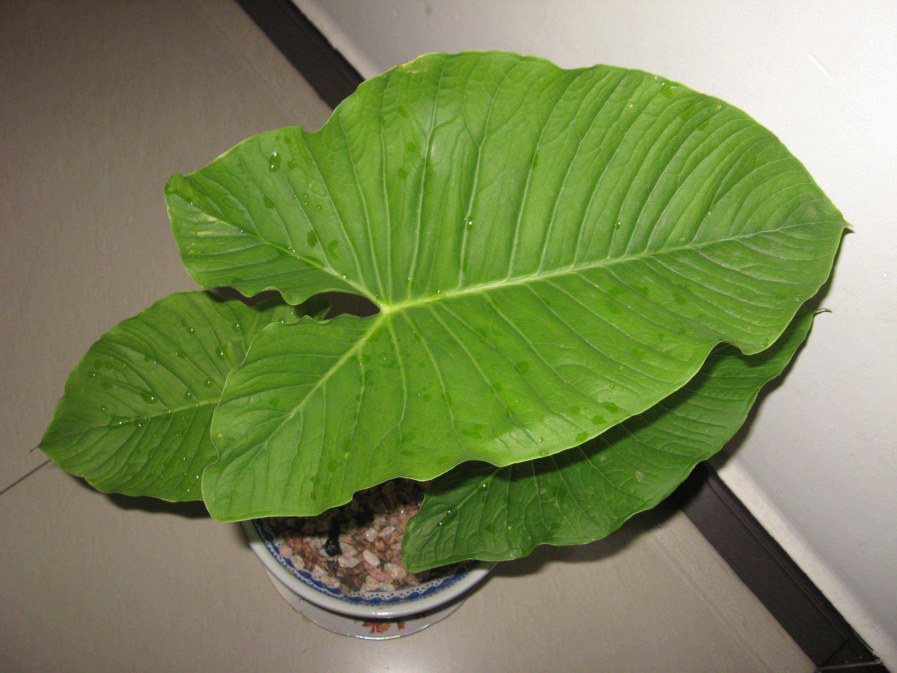 想要植物长得好,就要注意这几项,掌握这几个技巧,来看看吧