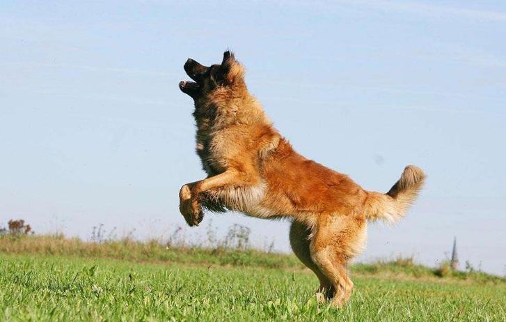 如何正确地教你的狗跳跃,让它变得更乖巧