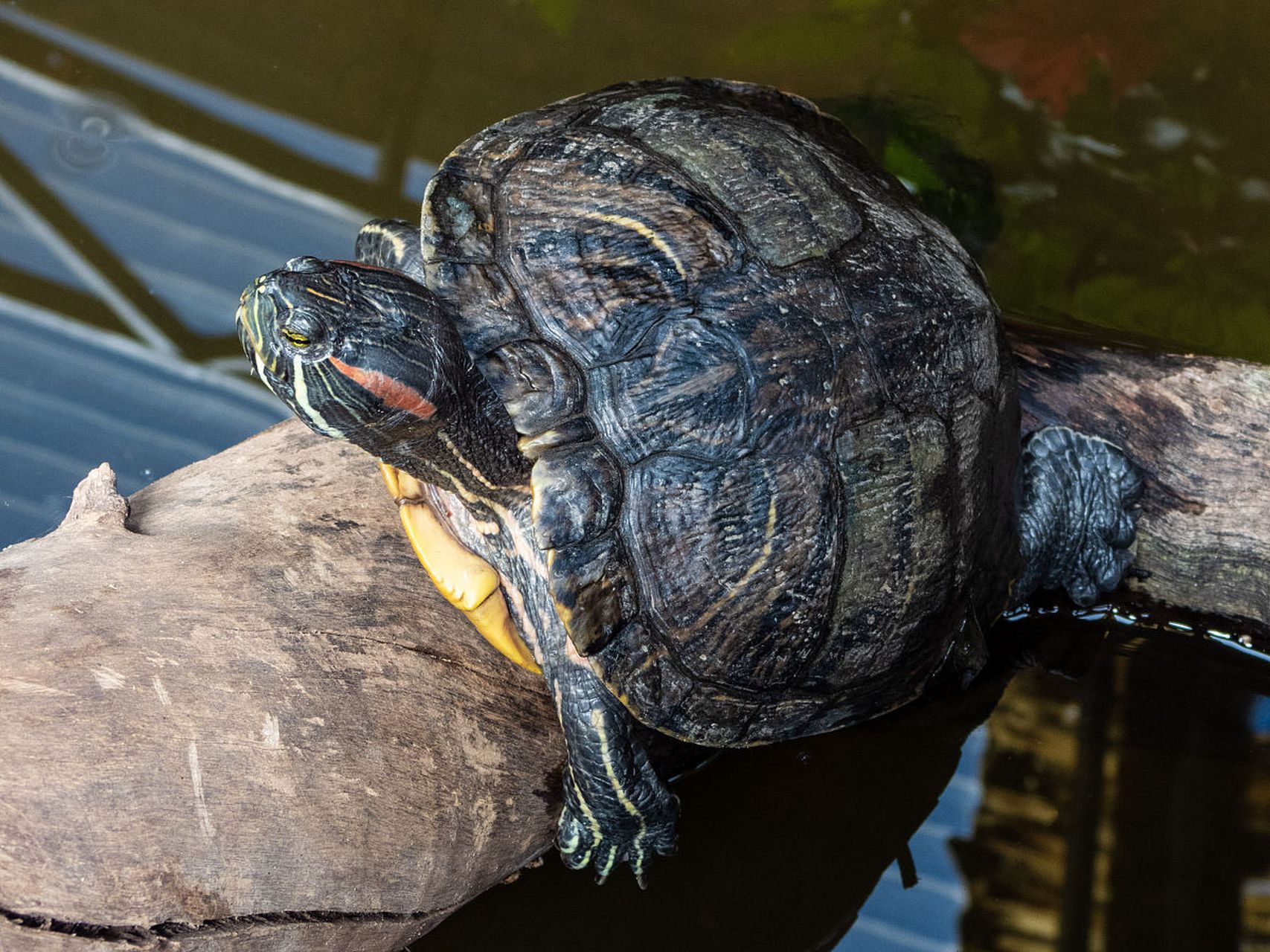 三线闭壳龟金钱龟形态中等,皮肤光滑,头部略突出,背甲低平卵圆形,有3