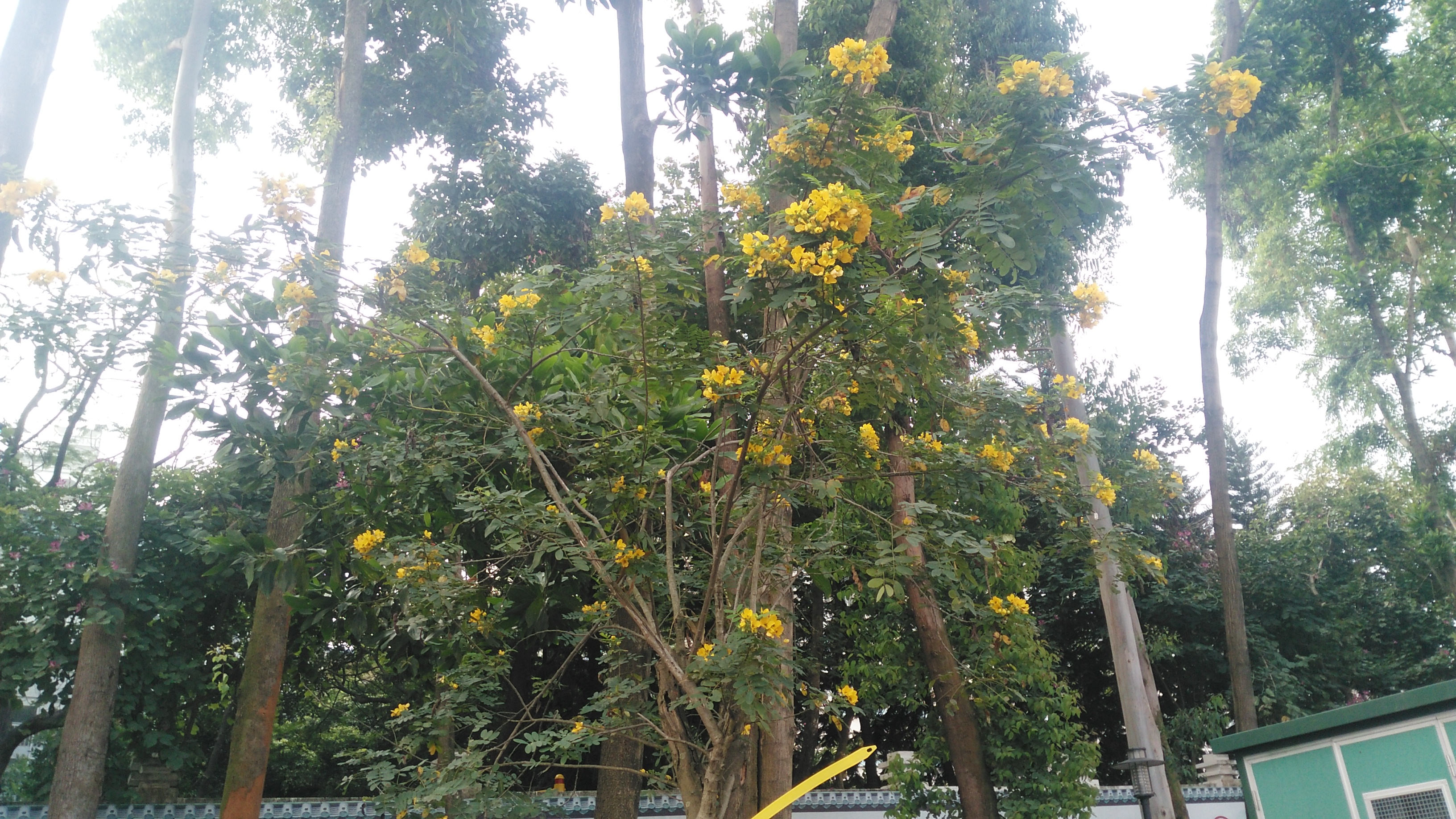 现是春暖花开时,来深圳龙岗看看路边有哪些花在开?