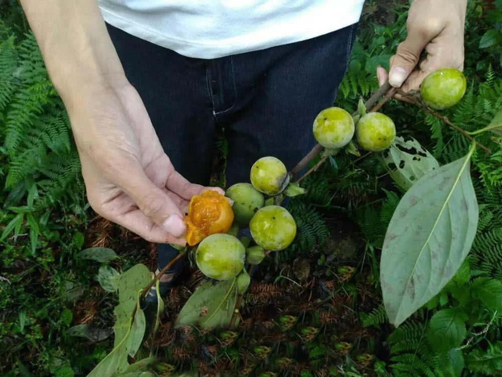 这"野果"30年前满山都是,现在已经砍光了,5毛一斤都卖不出去