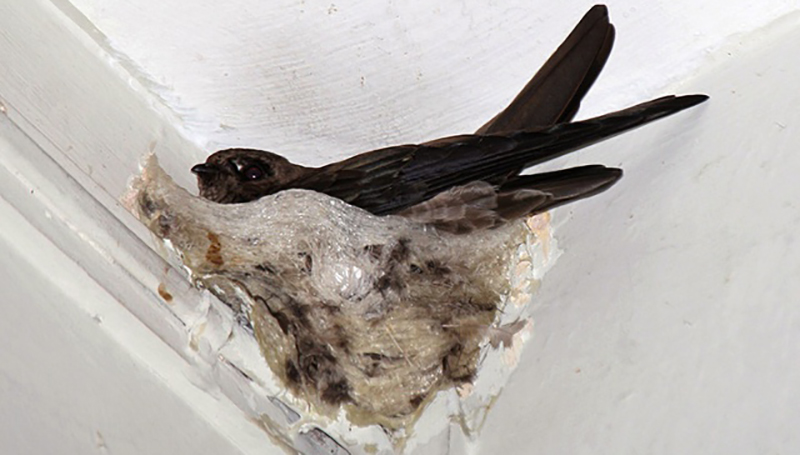 野生的金丝燕又称洞燕,分为白巢金丝燕与黑巢金丝燕两种.