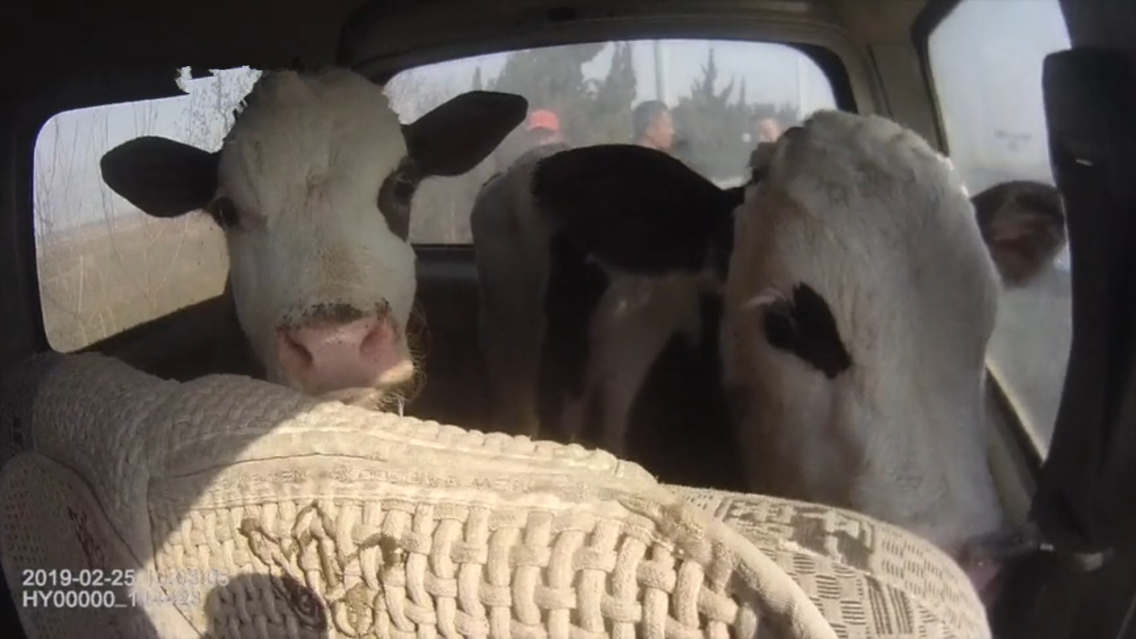 大哥竟用面包车拉两头奶牛,交警:倒是不超员