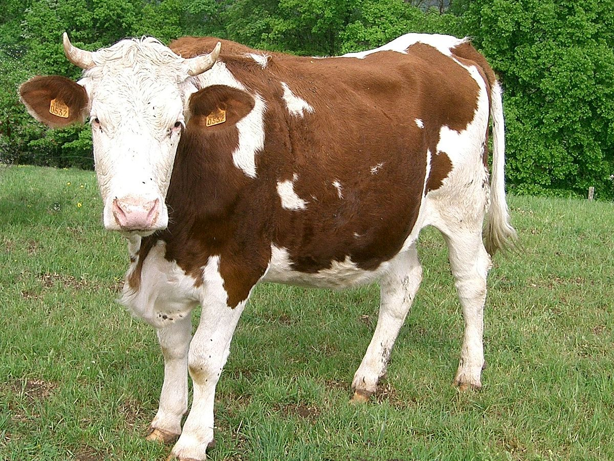 世界上最大的6种牛