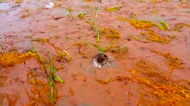 沙滩上找洞口撒多点盐,就会钻出好多美味的蛏子!咸哭!